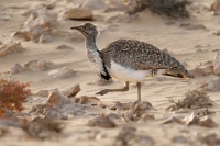 Drop hrivnaty - Chlamydotis undulata - Houbara Bustard o1780